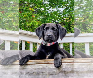 Labrador Retriever-Unknown Mix Dogs for adoption in Forest, VA, USA
