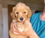 Small #1 Poodle (Standard)