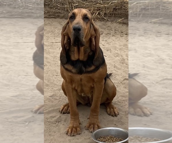 Medium Photo #1 Bloodhound Puppy For Sale in FORT MORGAN, CO, USA