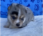 Bella - Male Pomsky Puppy for Sale - Small photo