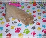 Small Photo #14 Cockapoo-Poodle (Miniature) Mix Puppy For Sale in ORO VALLEY, AZ, USA