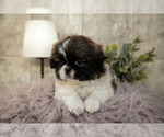 Small Photo #4 Shih Tzu Puppy For Sale in CLARE, MI, USA