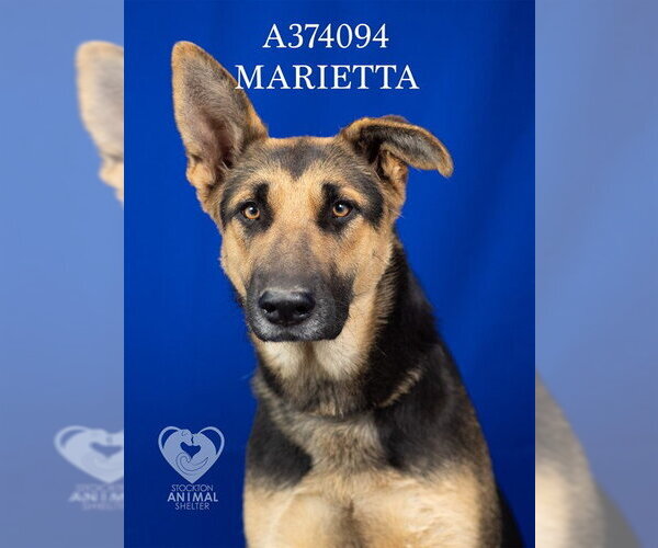 Medium Photo #2 German Shepherd Dog Puppy For Sale in Stockton, CA, USA