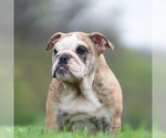 Small Photo #69 English Bulldog Puppy For Sale in WARSAW, IN, USA