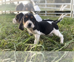 Treeing Walker Coonhound Puppy for Sale in WYTHEVILLE, Virginia USA