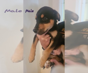 Doberman Pinscher-Siberian Husky Mix Puppy for sale in LOS ANGELES, CA, USA