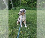 Small Photo #4 Australian Shepherd Puppy For Sale in LEWISBURG, KY, USA