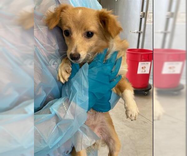 Medium Photo #1 Chihuahua Puppy For Sale in San Martin, CA, USA