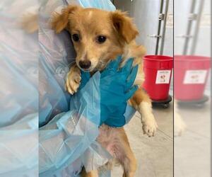 Chihuahua Dogs for adoption in San Martin, CA, USA