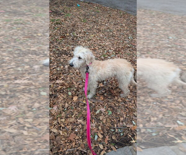 Medium Photo #7 Labrador Retriever-Unknown Mix Puppy For Sale in Brooklyn, NY, USA