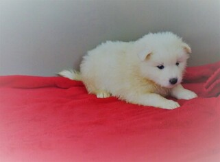 Samoyed Puppy for sale in FREDERICKSBG, OH, USA