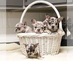 Small #1 French Bulldog