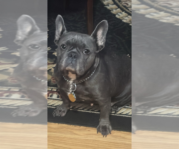 Medium Photo #1 French Bulldog Puppy For Sale in CRESTLINE, OH, USA
