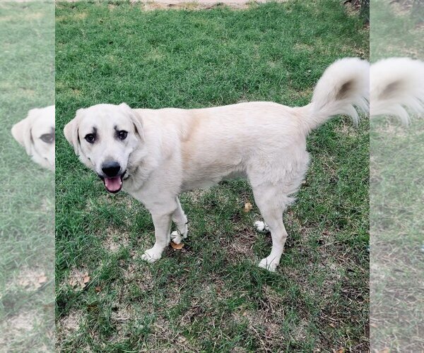 Medium Photo #5 Labrador Retriever Puppy For Sale in Spring, TX, USA