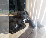 Small Photo #5 Staffordshire Bull Terrier Puppy For Sale in LONG BEACH, CA, USA