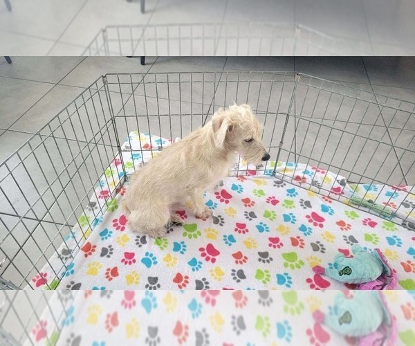 Medium Photo #4 Schnoodle (Miniature) Puppy For Sale in ORO VALLEY, AZ, USA