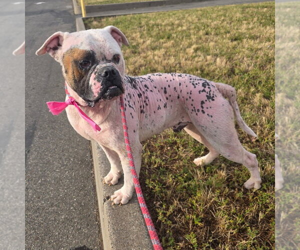 Medium Photo #1 Bulldog Puppy For Sale in Chico, CA, USA