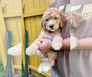 Goldendoodle Puppy for Sale in TOLEDO, Ohio USA