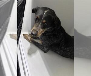 Mutt Dogs for adoption in Houston, TX, USA