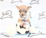 Small Photo #11 Chihuahua Puppy For Sale in LAS VEGAS, NV, USA