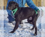 Small #9 Boxer Mix