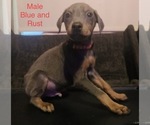 Small Photo #2 Doberman Pinscher Puppy For Sale in HINTON, WV, USA