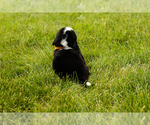 Small Photo #12 Bernese Mountain Dog Puppy For Sale in SHIPSHEWANA, IN, USA