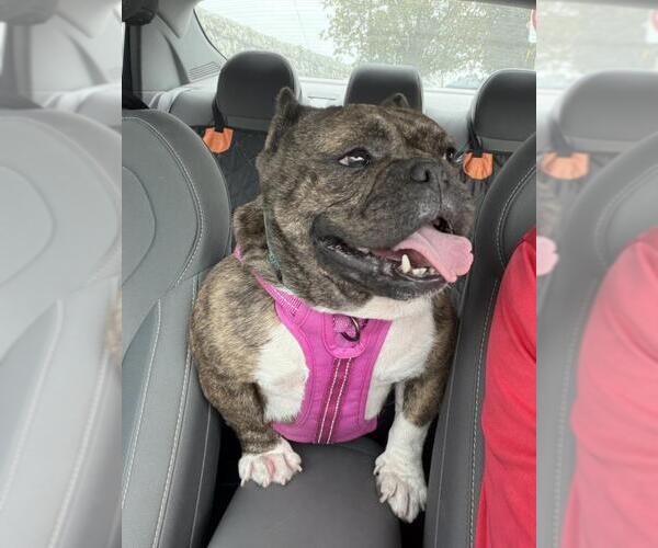 Medium Photo #2 French Bulldog-Unknown Mix Puppy For Sale in Burbank, CA, USA