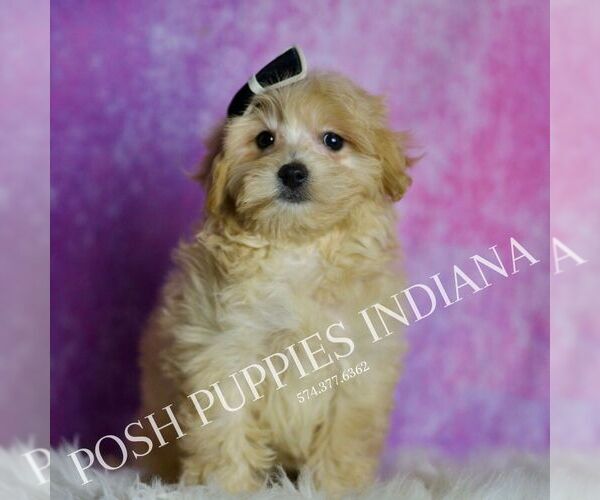 Medium Photo #24 Maltipoo (Toy) Puppy For Sale in WARSAW, IN, USA