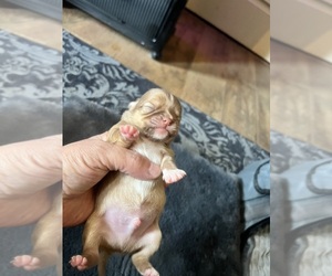 Chihuahua Puppy for sale in LORAIN, OH, USA