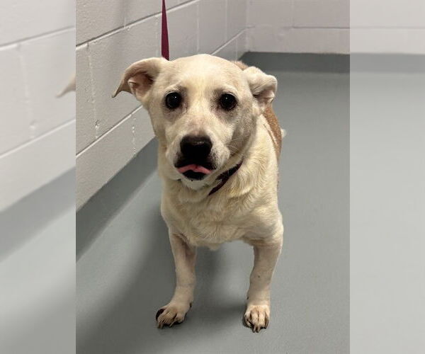 Medium Photo #1 Beagle-Unknown Mix Puppy For Sale in St. Cloud, FL, USA