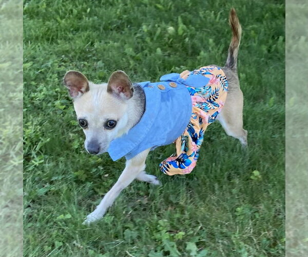 Medium Photo #1 Chihuahua Puppy For Sale in Springdale, PA, USA