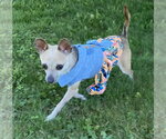 Small Chihuahua