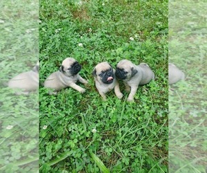 Pug Puppy for Sale in ROCKY MOUNT, Virginia USA