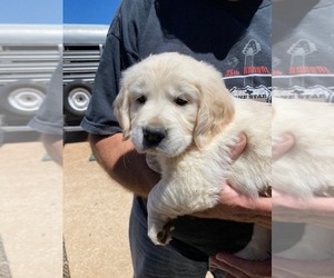 Golden Retriever Puppy for sale in SCOTTSDALE, AZ, USA