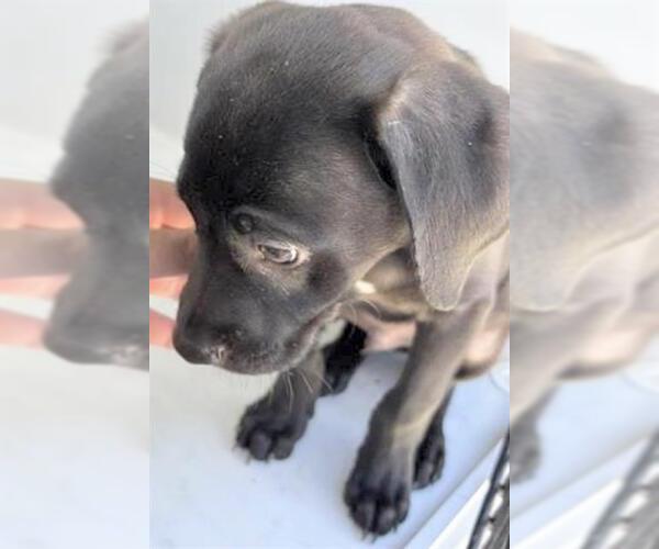 Medium Photo #1 Labrador Retriever Puppy For Sale in Houston, TX, USA