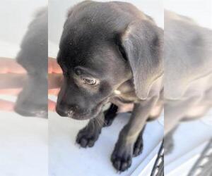 Labrador Retriever Dogs for adoption in Houston, TX, USA