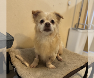 Lucky - Male Dachshund-Unknown Mix Dog for Adoption - Photo #2