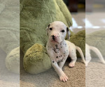 Small Dalmatian
