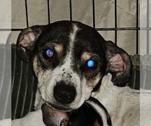 Medium Photo #3 Rat Terrier-Unknown Mix Puppy For Sale in Forest, VA, USA