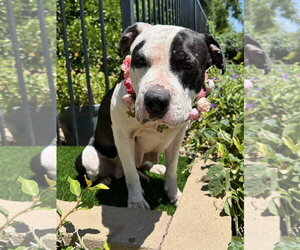 Clarabelle - Female American Pit Bull Terrier-Unknown Mix Dog for Adoption - Photo #10