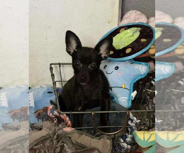 Medium Photo #3 Rat-Cha Puppy For Sale in Oak Bluffs, MA, USA