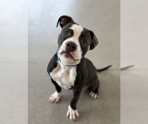 Medium Photo #3 Mutt Puppy For Sale in Jefferson, WI, USA