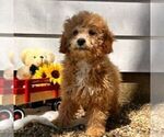Small #2 Cavapoo