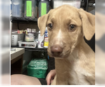 Small #5 Labrador Retriever Mix
