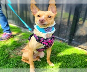 Chihuahua-Unknown Mix Dogs for adoption in Long Beach, CA, USA