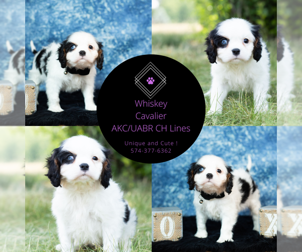 Medium Photo #13 Cavalier King Charles Spaniel Puppy For Sale in WARSAW, IN, USA