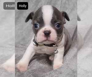 Boston Terrier Puppy for sale in POMEROY, OH, USA