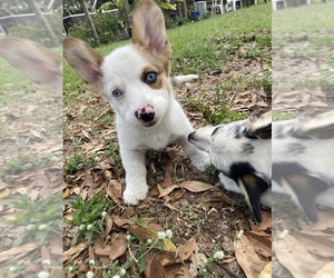 Pembroke Welsh Corgi Puppy for sale in BRANDON, FL, USA