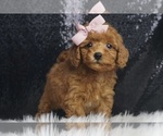 Puppy Ember F1B Maltipoo
